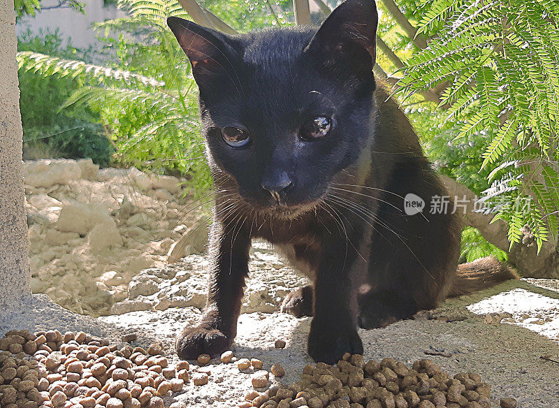 户外瞎了眼的小黑猫带着食物