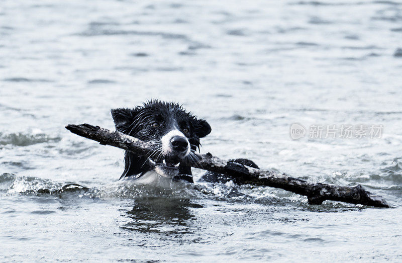 一只狗在水里捡了一根棍子