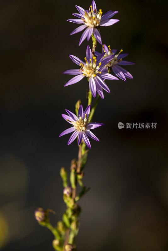 小组在框架顶部的阳光下紫苑，在背景中没有焦点绿色植物