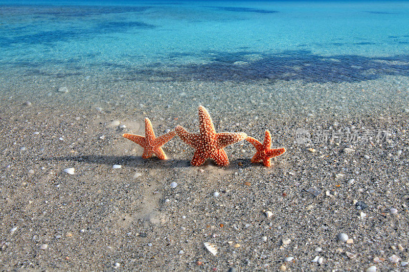 热带海滩上海星一家人的概念度假近照