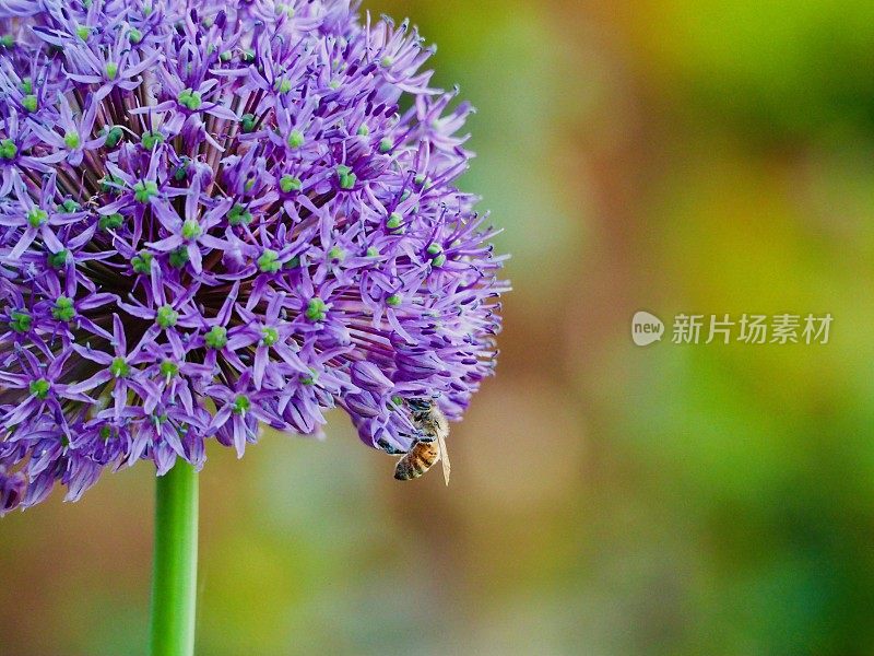 葱属植物的蜜蜂