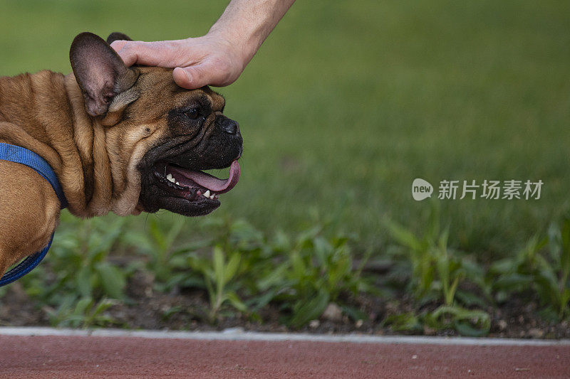 纯种法国斗牛犬