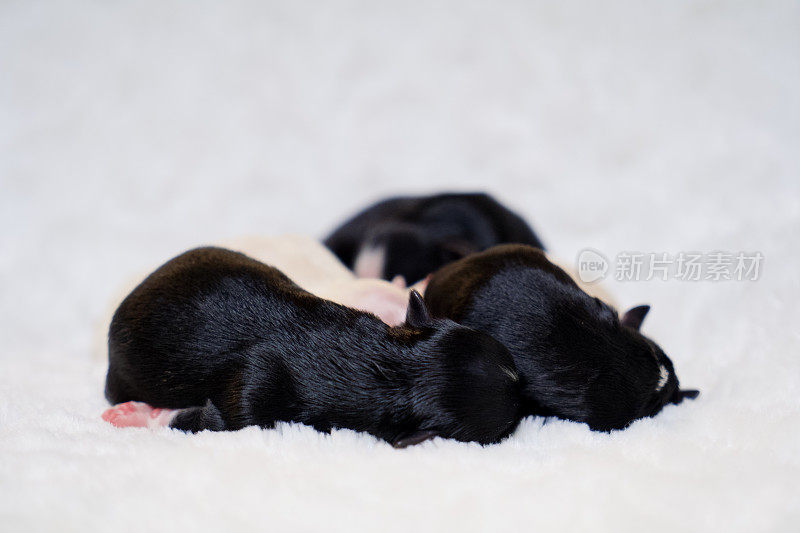 可爱的可爱和小小的新生吉娃娃小狗蜷缩在柔软的白色毯子上，白色的背景