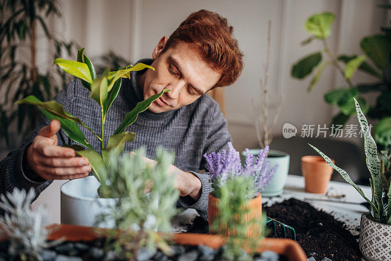 里德海德先生在家里种植室内植物