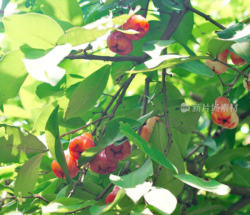 爪哇苹果或玫瑰苹果在树上开花