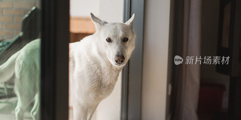 白色瑞士牧羊犬向房子里窥视。友谊。看门狗。宠物