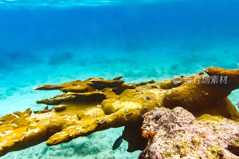 充满活力的水下珊瑚和蓝绿色海洋中的海洋生物，海底的海洋生物