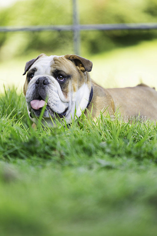 英国斗牛犬在草地上休息