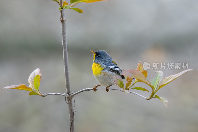 强烈北风Parula莺