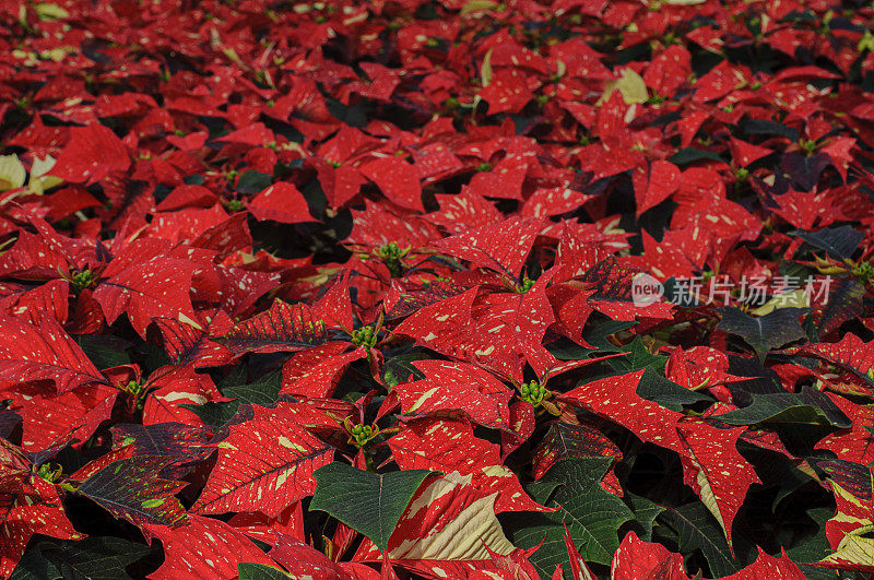 彩色的红色一品红植物的图像