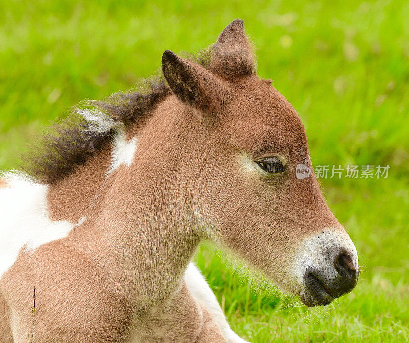 达特穆尔小马