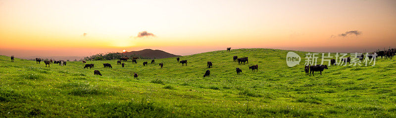 奶牛在田野里吃草，日出全景