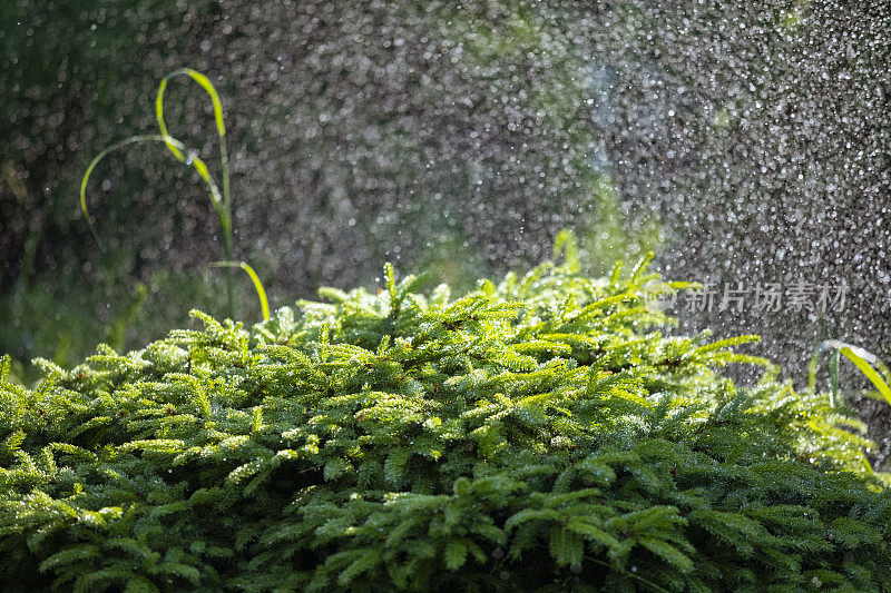 洒水车在夏天浇草