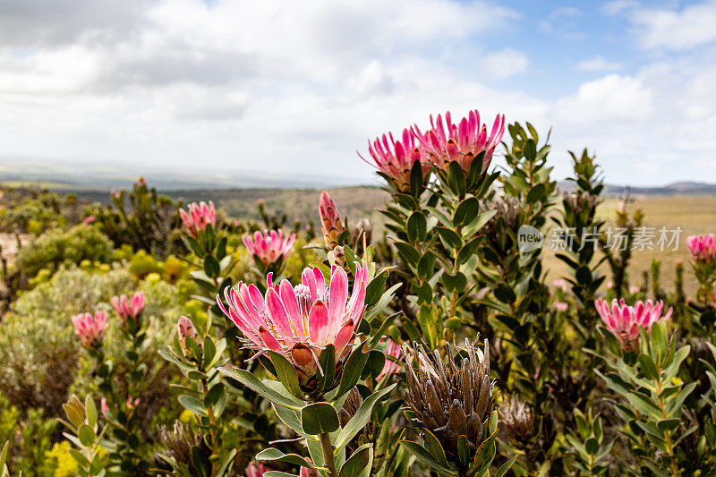 在南非的奥弗伯格地区，野生的粉红色protea花