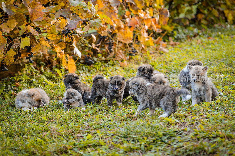 秋田犬幼犬