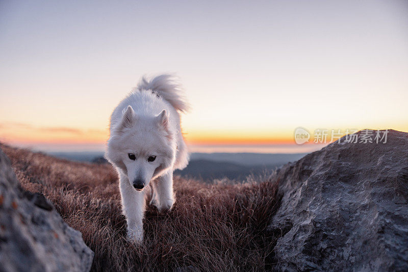 可爱的萨摩犬在太阳下山时探索山顶