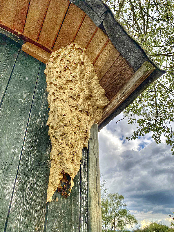 欧洲大黄蜂(黄蜂)巢