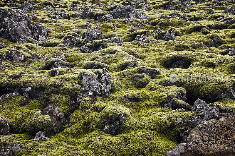 苔藓覆盖着冰岛的岩石和火山景观