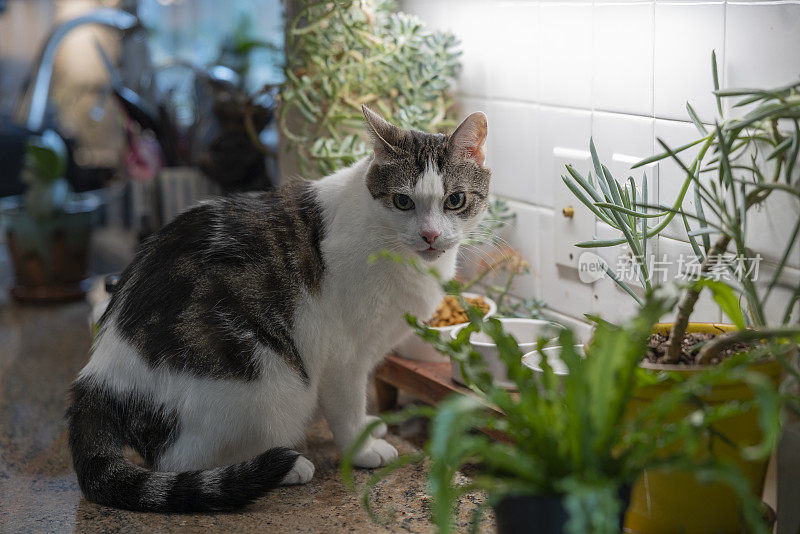 家猫坐在厨房桌子旁边盛着食物的碗上，看着相机。