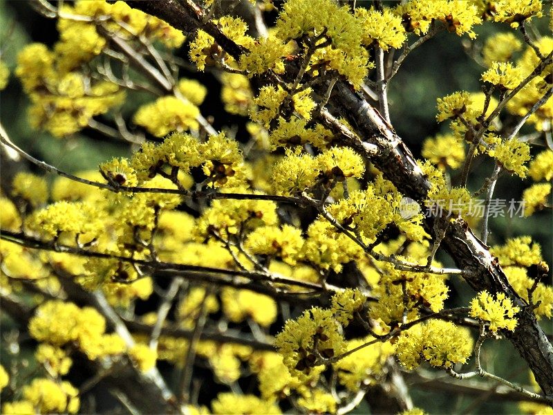 日本。3月。山茱萸树开花。