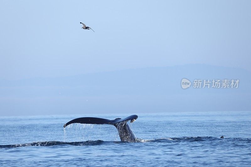 美国加利福尼亚州蒙特利湾的鲸鱼