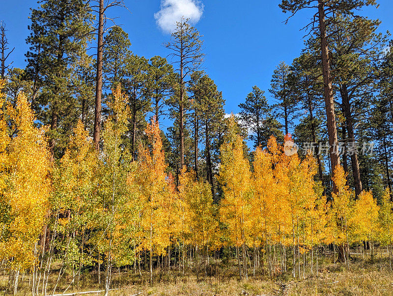 秋天的颜色在美国亚利桑那州大峡谷国家公园北缘的白杨和黄松林