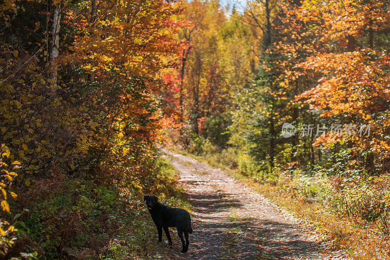 秋天的风景-黑狗走过彩色树