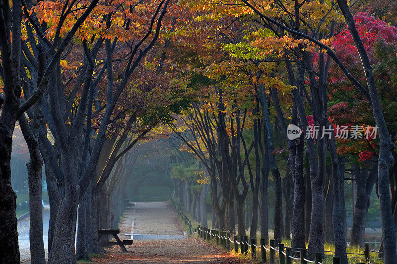 枫树隧道的早晨