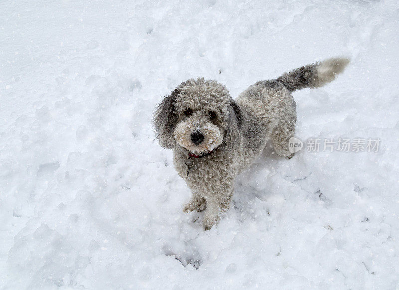 雪地里可爱的澳洲贵宾