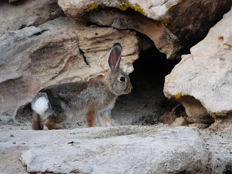 一只沙漠棉尾兔在杂乱的岩石附近的特写。