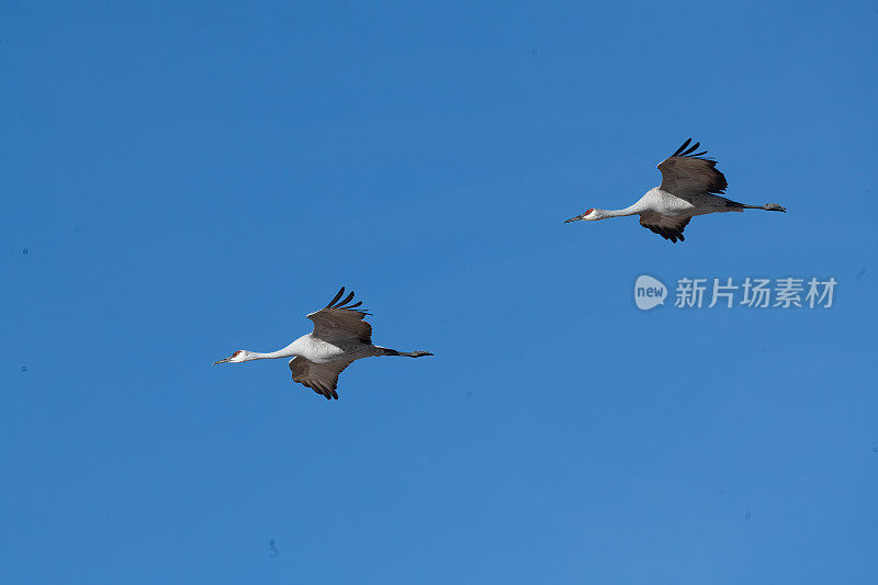 沙丘鹤近距离飞行在新墨西哥州博斯克德尔阿帕奇野生动物保护区