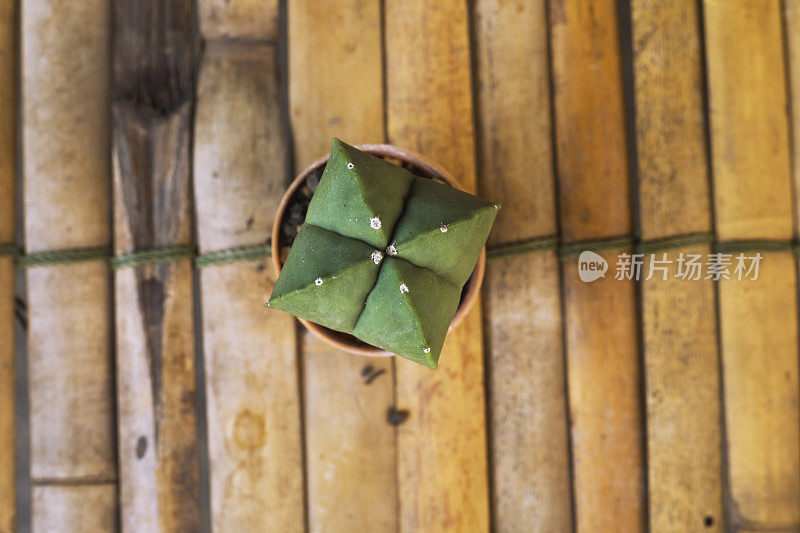 小仙人掌植物的特写