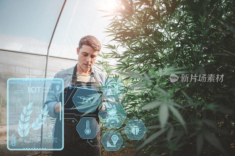 大麻农场IoT(物联网)智能农业产业4.0、5.0概念。