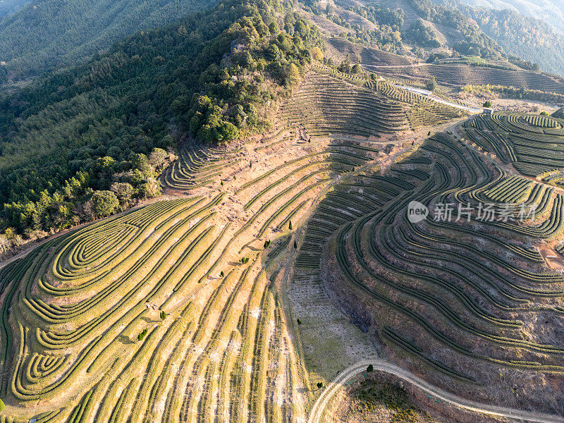 鸟瞰阳光明媚的茶园梯田