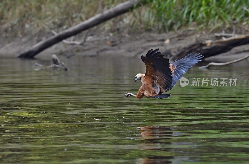 黑颈鹰在亚马逊狩猎