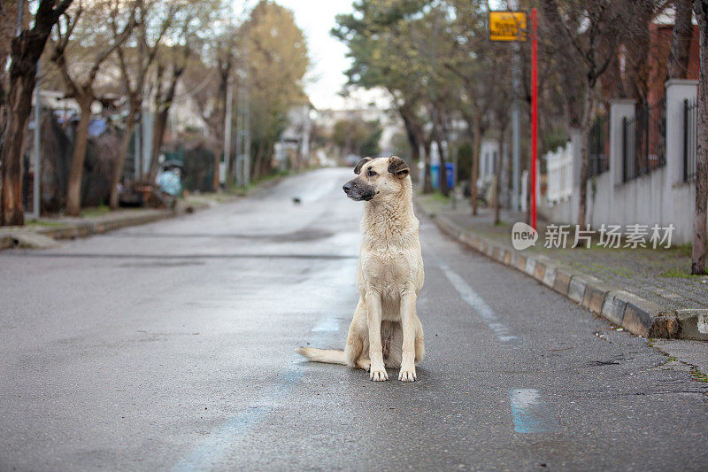 一只流浪狗正站在街道中间。