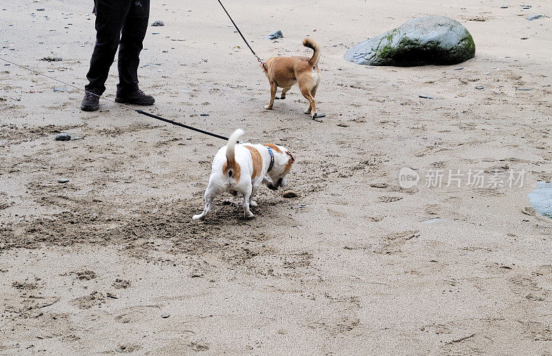 康沃尔海滩上的两只狗