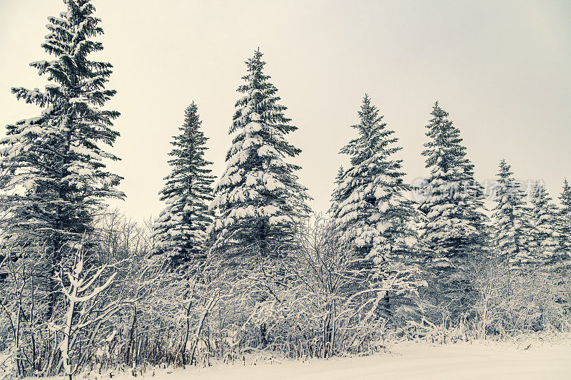 雪云杉