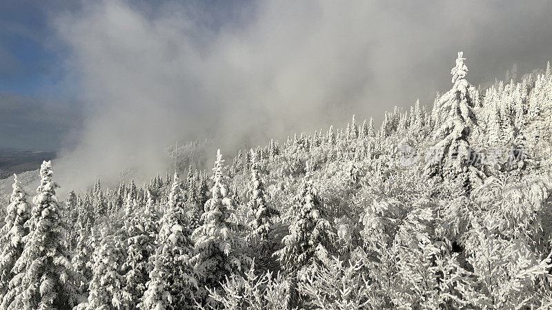 特朗布兰特山滑雪坡道，积雪覆盖树木