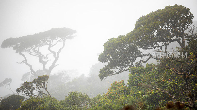 在一个雾蒙蒙的寒冷日子里，穿越斯里兰卡雨林的小路