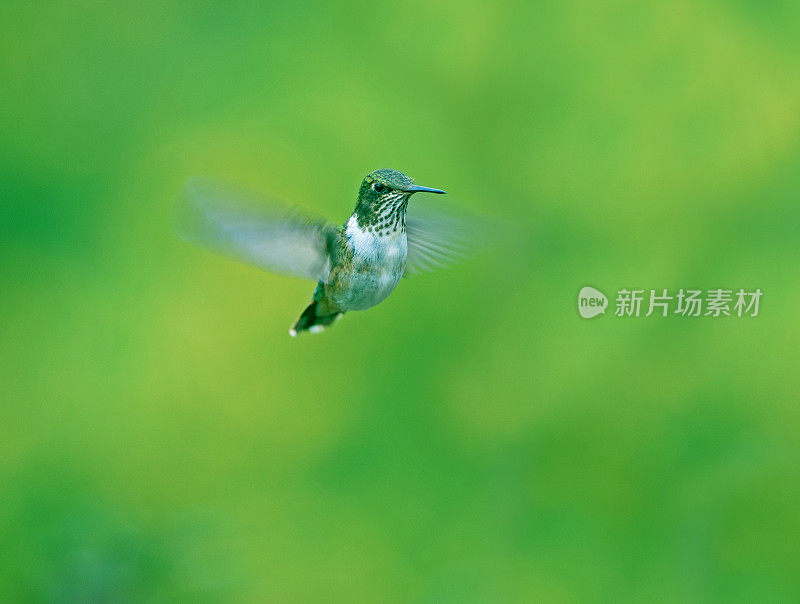 大黄蜂蜂鸟盘旋，圣杰拉多德多塔，哥斯达黎加