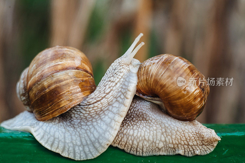 螺旋pomatia(罗马蜗牛，勃艮第蜗牛，可食用蜗牛，蜗牛)是一种大型，可食用，呼吸空气的陆地蜗牛。腹足类。两只蜗牛在交配。乌克兰动物群