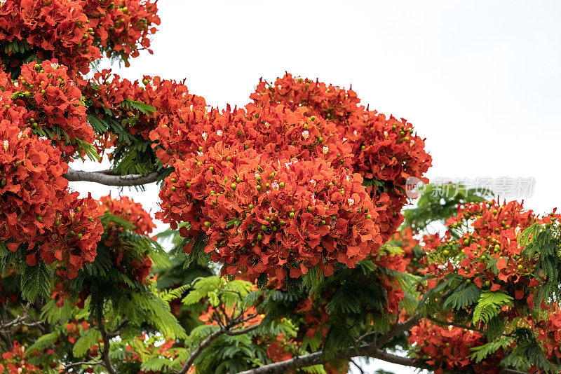 近距离开花火焰树与美丽的红色花朵，皇家Poinciana，白色背景与复制空间