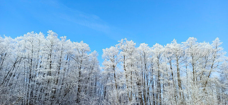 树上覆盖着白霜。严寒的天气。冬季公园有美丽的树木