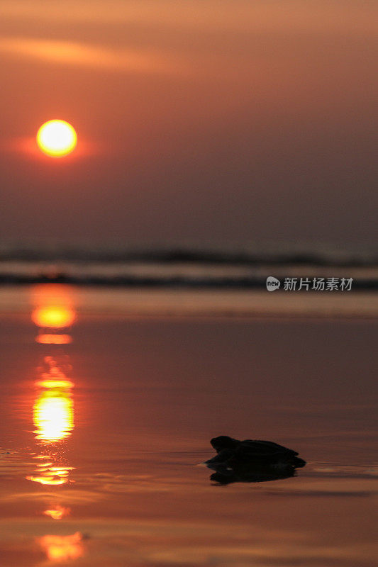一只小乌龟爬回了亚齐岛的大海