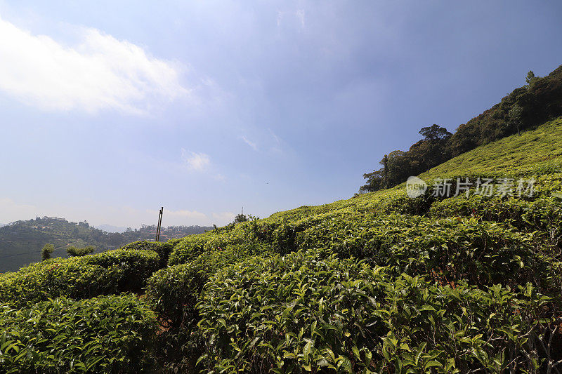 春日茶园风景秀丽