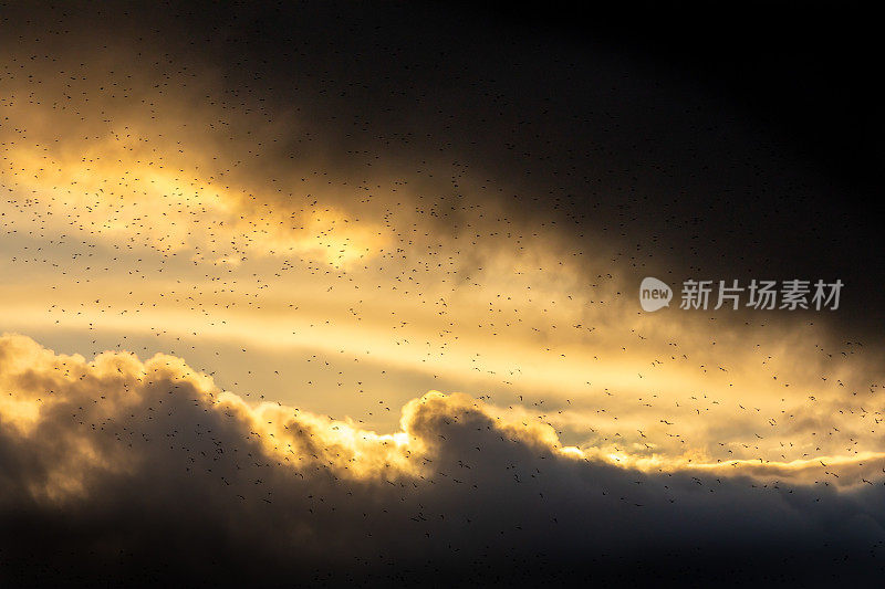 在英国冬季日落时，椋鸟在一个戏剧性的多云暴风雨云天场景中飞行