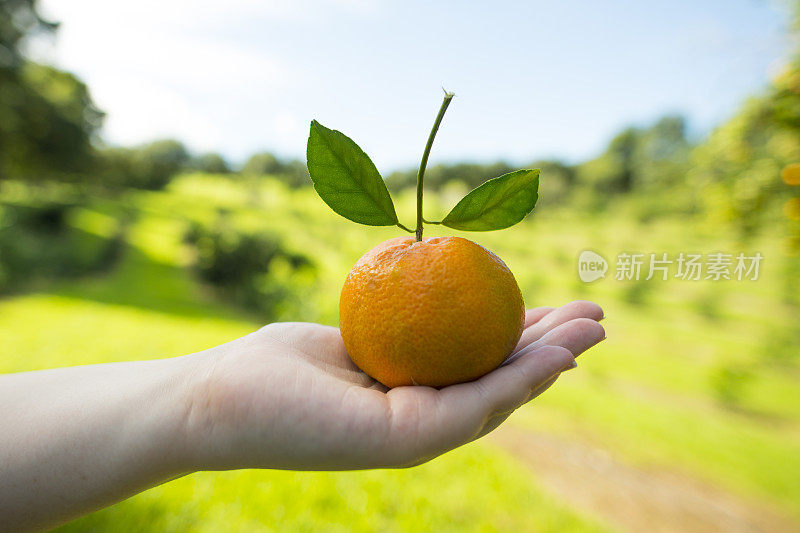 在夏威夷的果园里采摘橙子