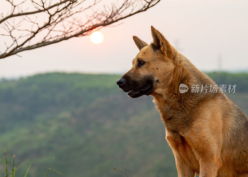 狗在看日落