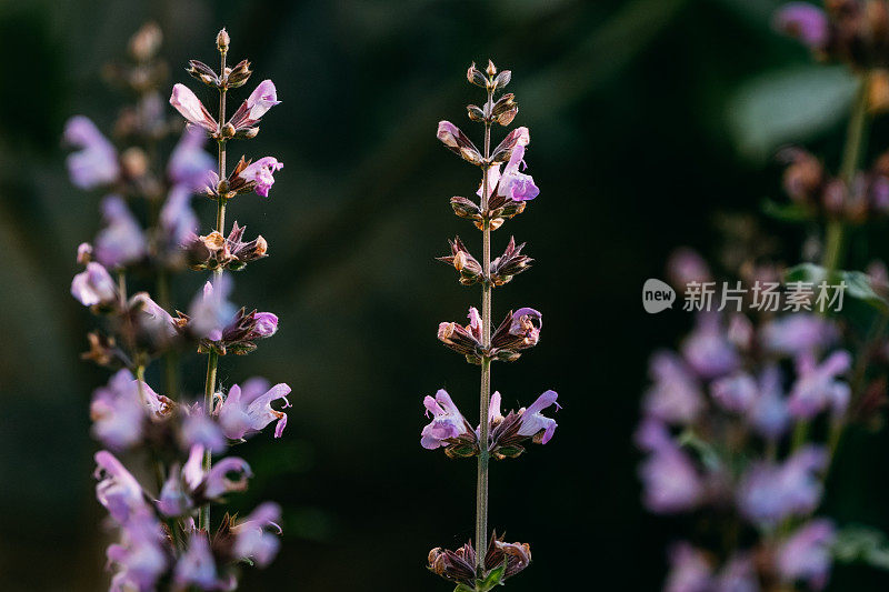 鼠尾草花